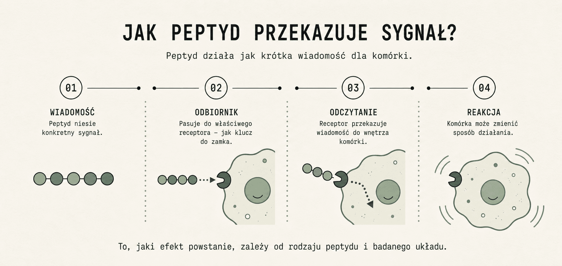 Infografika pokazująca cztery etapy działania peptydu: peptyd niesie sygnał, łączy się z właściwym receptorem, receptor przekazuje wiadomość do wnętrza komórki, a komórka może zmienić sposób działania